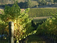 Pike and Joyce Wines