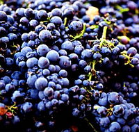 Nandroya Vineyard - Attractions