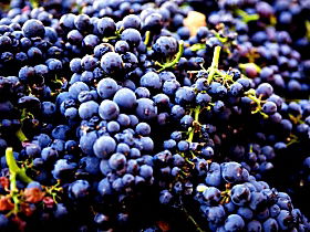 Nandroya Vineyard - Attractions 0