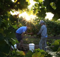 Oakdene Vineyards Restaurant and Cellar Door - Attractions
