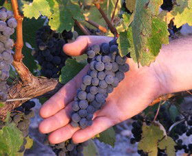 Eagles Rise Wine - Attractions 0