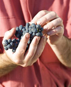 Brown Magpie Wines - See Attractions 0