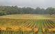 Boat O'Craigo Wines - thumb 0