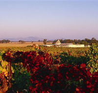 Morris Wines - Attractions