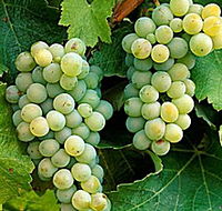Clover Hill Vineyard - Attractions