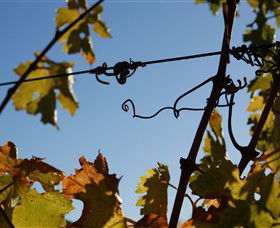 Blackjack Vineyards - Attractions 1