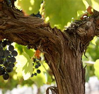 Blackjack Vineyards - Attractions
