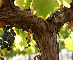 Blackjack Vineyards - Attractions 0