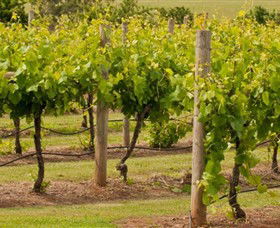 Mt Coghill Vineyard - Attractions 0