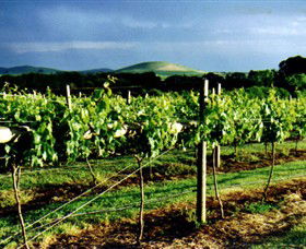 Mt Coghill Vineyard - Attractions 1