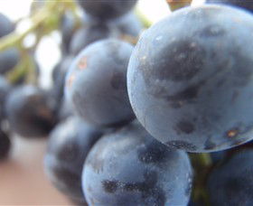 Cannibal Creek Vineyard - Attractions 2