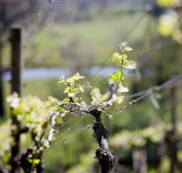 Whistling Eagle Vineyard - Attractions