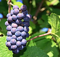 Tinderbox Vineyard - Attractions