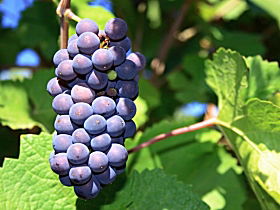 Tinderbox Vineyard - Attractions 0