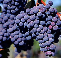 Morningside Vineyard - Attractions