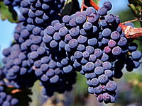 Morningside Vineyard