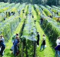 Crosswinds Vineyard - Attractions