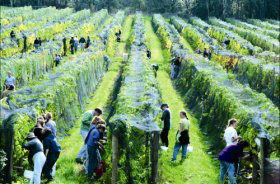 Crosswinds Vineyard - Attractions 0