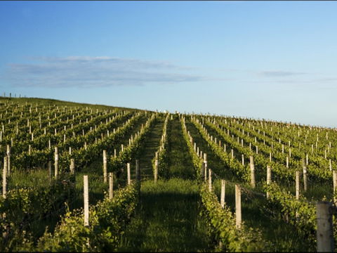 Delamere Vineyard - Attractions 0