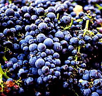 Tolpuddle Vineyard - Attractions