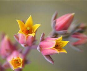Royal Botanic Gardens Victoria - Attractions 3