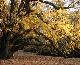 Royal Botanic Gardens Victoria - Attractions 6