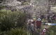 Royal Botanic Gardens Victoria - thumb 7
