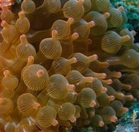 Coral Gardens Dive Site Mooloolaba - Attractions