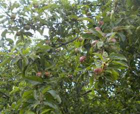 Tin Shed Cider - Attractions 1
