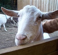 Drysdale Cheeses - Attractions