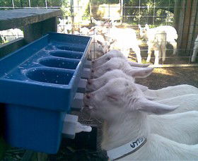 Drysdale Cheeses - Attractions 9
