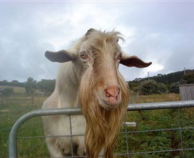 Drysdale Cheeses - Attractions 16