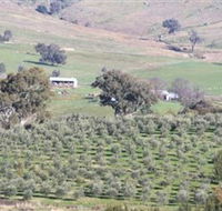 Wymah Organic Olives and Lambs - Attractions