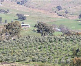Wymah Organic Olives And Lambs - Attractions 0