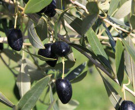 Wymah Organic Olives And Lambs - Attractions 2