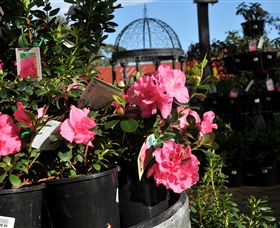 Van Loon's Nursery - Attractions 1