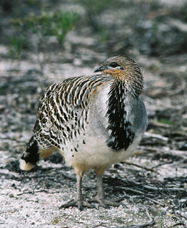 Yongergnow Australian Malleefowl Centre - Attractions 0