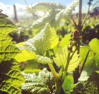 Punt Road Winery - Attractions