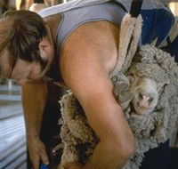 Kuriong Sheep Station - Attractions