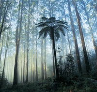 Yarra Ranges National Park - Attractions