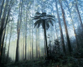 Yarra Ranges National Park - Attractions 0