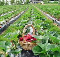 Blue Hills Berries  Cherries - Attractions