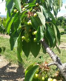 Mouat's Farm - Attractions 2