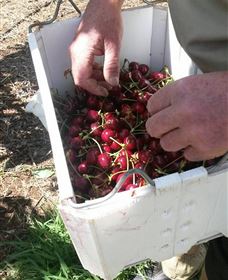 Mouat's Farm - Attractions 3