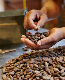 Bright Chocolate - Attractions 3