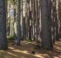 Sugarpine Walk - Attractions