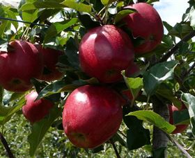 Wilgro Orchards - Attractions 3