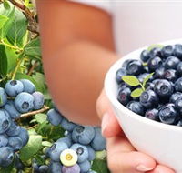 Jolly Berries - Attractions