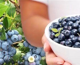 Jolly Berries - Attractions 0