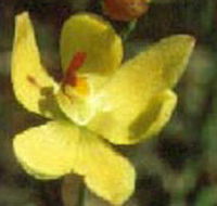 Langwarrin Flora and Fauna Reserve - Attractions Las Vegas